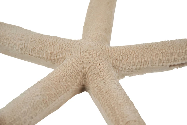 Best deal βοΈ Sax Gyotaku Fish Print Models, Assorted Patterns, Original, Set Of 6 𧨠- Image 2